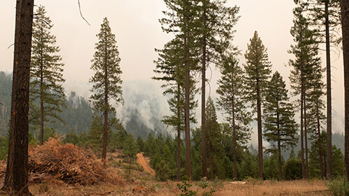 Medium to wide shot of a forested area with smoke rising and surrounding the trees in the far background.